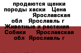 продаются щенки породы хаски › Цена ­ 10000-15000 - Ярославская обл., Ярославль г. Животные и растения » Собаки   . Ярославская обл.,Ярославль г.